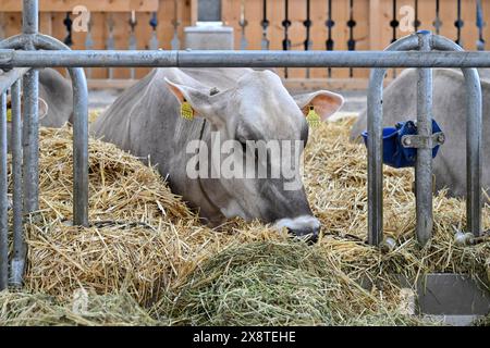 Brown Swiss dairy cow Stock Photo