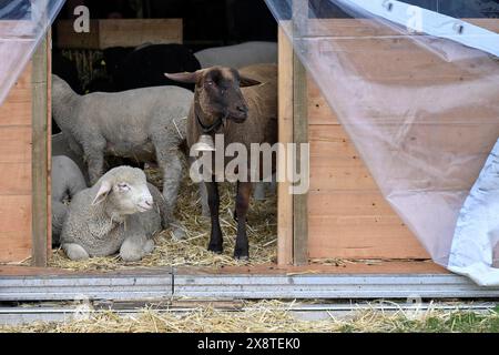 White Alpine sheep and black-brown mountain sheep Stock Photo