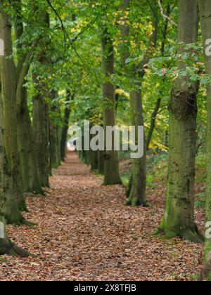 A forest path, lined with moss-covered trees and autumn leaves, peaceful and quiet, hiking trail with forest with lots of leaves in autumn, Bocholt Stock Photo