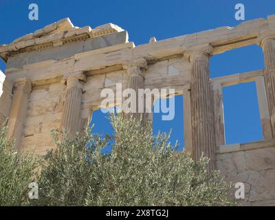 Close-up of an ancient Greek temple with columns and ruins in the foreground, surrounded by an olive tree against a blue sky, historical ruins with Stock Photo