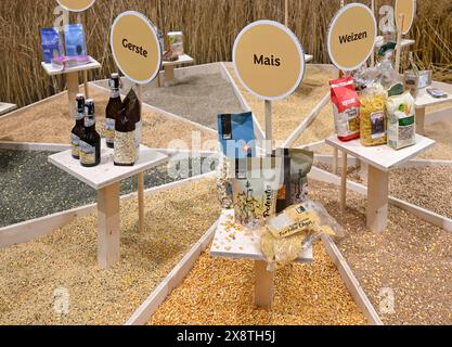 Symbolic photo of cereals barley, maize and wheat Stock Photo