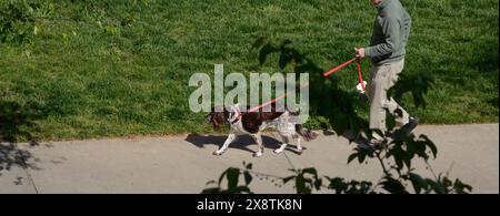 A man walks his English springer spaniel in Asheville, North Carolina. Stock Photo