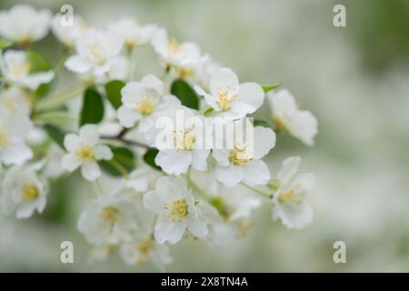 White flowers in spring day for background or copy space for text. Sakura white cherry blossom background. Tender cherry blossoms on misty white. Stock Photo