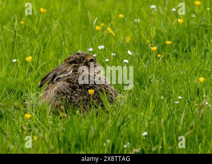 Wild brown hare laying low in a green meadow Stock Photo