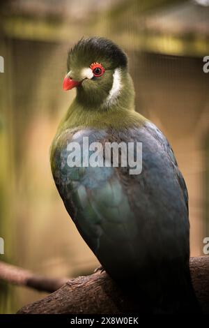 A captive White-cheeked Turaco in Leeds. UK. Stock Photo