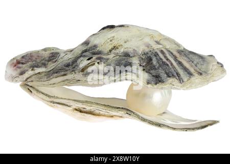 oyster with pearl isolated on white background Stock Photo