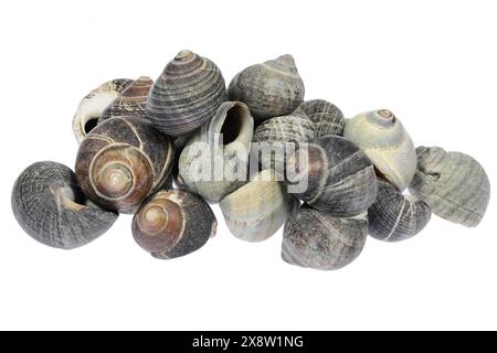 common periwinkles (Littorina littorea) from the Wadden Sea in Cuxhaven, Germany isolated on white background Stock Photo