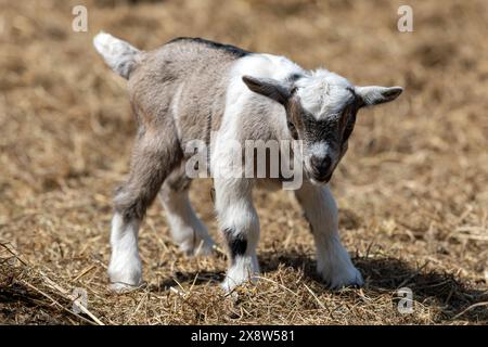 baby goat stands on straw Stock Photo