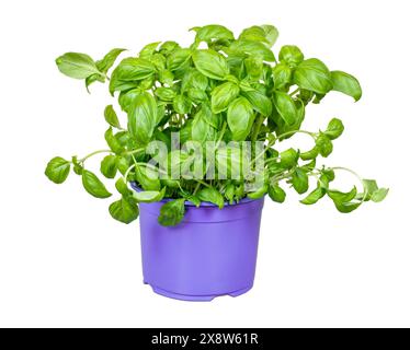Isolated fresh basil plant in a flower pot Stock Photo