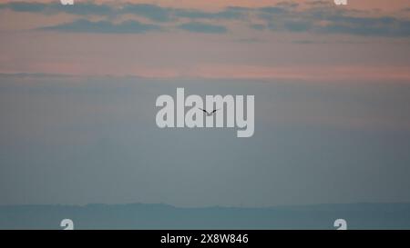 Lone seagull flying over Morecambe Bay at dusk with a red sunset background Stock Photo