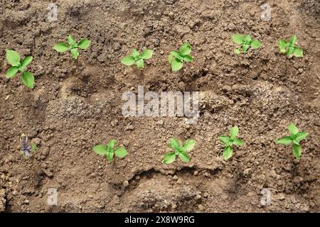 Fresh basil sprouts with green leaves grow from the ground. Young ocimum basilicum in the garden. Gardening background. Stock Photo