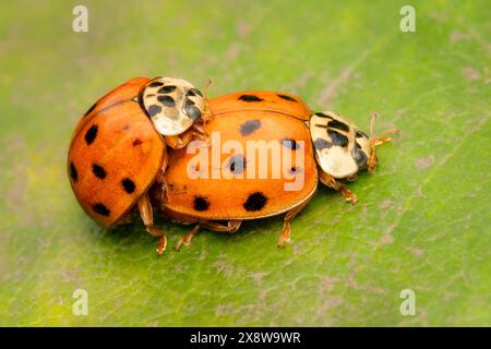 Harmonia axyridis beetle mating on a green leaf with copy space Stock Photo