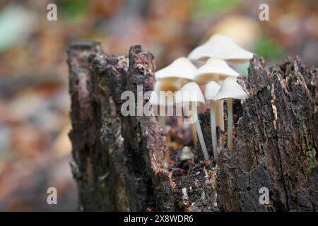 Mycena is Inedible mushrooms. Uncultivated fungi. Stock Photo