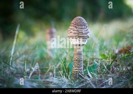 Edible mushrooms with excellent taste, Macrolepiota procera Stock Photo