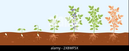 Soybean plant from seed to green bush. Growth step by step process. Growing stages, gardening hobby and raw ingredient, decent vector scene Stock Vector