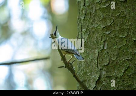 Eurasian nuthatch or wood nuthatch, lat. Sitta europaea, sitting on a tree trunk with a blurred background. small bird with a black eyestripe. Stock Photo