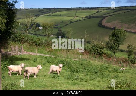 pedigree Poll Dorset sheep grazing on fields about Coombe Martin on the edge of Exmoor National Park, north Devon, England Stock Photo