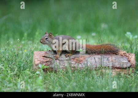 Cute little American red squirrel sitting on a log in a backyard eating nuts Stock Photo