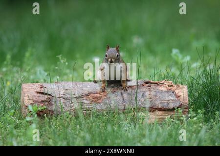 Cute little American red squirrel sitting on a log in a backyard eating nuts Stock Photo