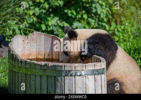 cheerful playing pandas on green lawn. Rare endangered animals protected concept. cute clumsy black and white bear Stock Photo