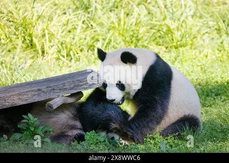 cheerful playing pandas on green lawn. Rare endangered animals protected concept. cute clumsy black and white bear Stock Photo