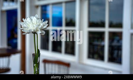 A lovely white flower with a blurry background. Stock Photo