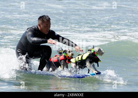 World-Famous Surf Dog Competitionin Huntington Beach, California Stock Photo