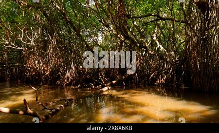 Swamp forests in wetlands, concept of wildlife and biodiversity. Action. Close up of tree with tangled branches. Stock Photo