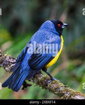 The Hooded Mountain Tanager (Buthraupis montana)at Termales Del Ruiz Hotel located at 10,500 feet in the Colombian Andes Mountains Stock Photo