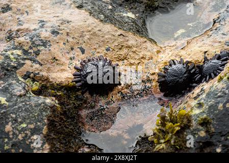 Shingle Urchins on the rock in Hawaii. Stock Photo