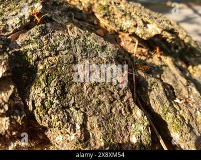 close up of a weaver ant walking on a wooden log texture Stock Photo