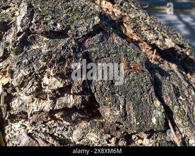 close up of the texture of a log where weaver ants live Stock Photo