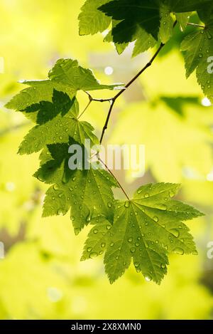 Vine maple leaves, Bogachiel Rain Forest, Olympic National Forest, Washington State, USA Stock Photo