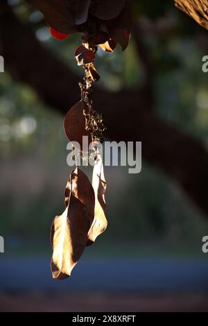 Dried leaves held together by a spider web hanging from a tree. Stock Photo