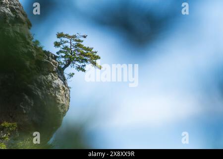 A lone standing tree on rocks overlooking the gorges de la jonte in the cevennes , France Stock Photo