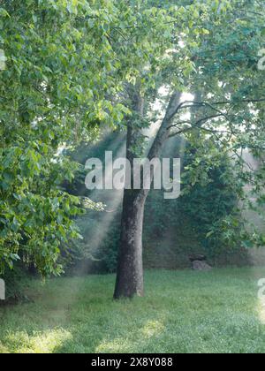 Sunbeams piercing through the foliage of a lush forest, casting a tranquil ambiance on the serene, green landscape below Stock Photo