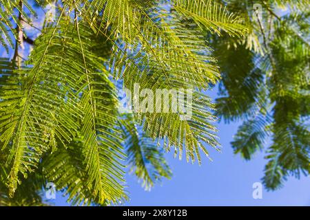 Green leaves of Delonix regia are under blue sky, natural background photo. It is a species of flowering plant in the bean family Fabaceae, subfamily Stock Photo