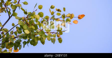 Aspen tree branch with green yellow leaves is on the blue sky background. Natural panoramic photo with selective soft focus. Populus tremula Stock Photo