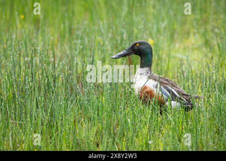 Shoveler duck (Anas clypeata) at RSPB Loch Leven, Scotland. Stock Photo