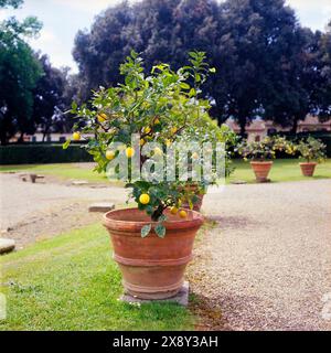 A lemon tree from an orangerie in a Tuscan villa, shot with analogue color film Stock Photo