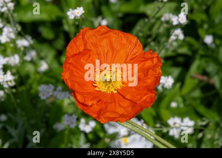 Nancy, France - View on an orange flower of Papaver nudicaule in a botanical garden in Nancy. Stock Photo