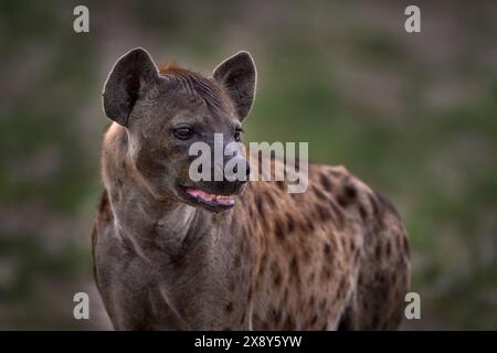 Hyena evening sunset light. Hyena, detail portrait. Spotted hyena, Crocuta crocuta, angry animal near the water hole, beautiful evening sunset and cub Stock Photo