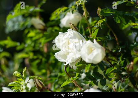 A shrub that has green leaves and white flowers is part of the flowering plant category, specifically in the Rose family and order, often referred to Stock Photo