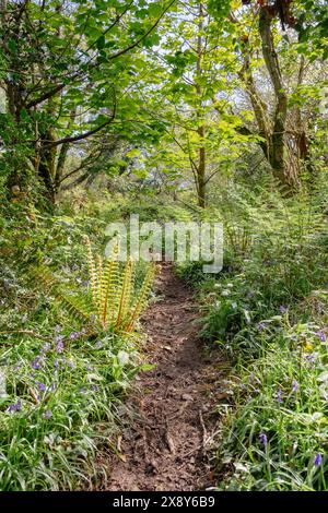 A woodland path with Bluebells and unfolding ferns in spring. Wern Woods, Llanddona, Isle of Anglesey, north Wales, UK, Britain Stock Photo
