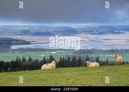 View across Lavan Sands in Menai Strait at low tide to Anglesey from North Wales Coast Path with sheep. Abergwyngregyn, Gwynedd, north Wales, Britain Stock Photo