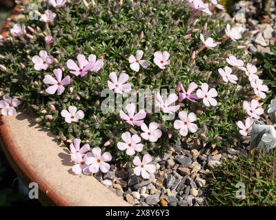 The small pink flowered Phlox douglasii 'Boranovice' growing at the edge of an alpine pan Stock Photo