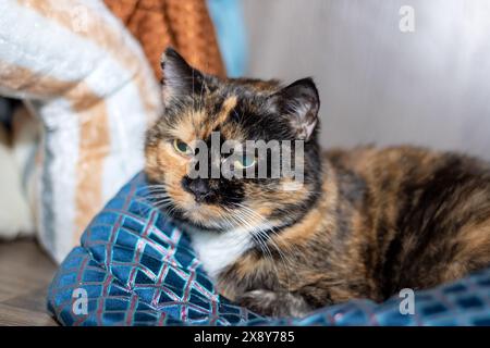 A beautiful calico cat is relaxing on a cozy blue pillow on a comfortable couch Stock Photo