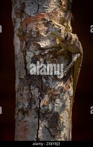 Oplurus cuvieri, collared iguana, wild lizard on the tree, branch. Madagascar. Iguana in the forest, wildlife nature. Lizard climbs a tree. Stock Photo