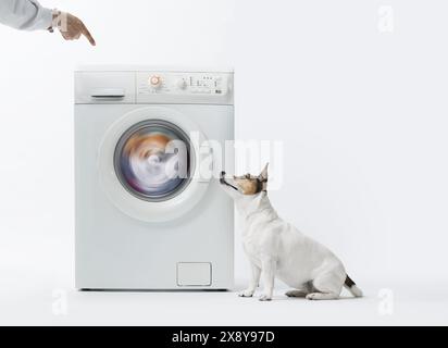 Cute small dog Jack Russell terrier near the washing machine on white background Stock Photo