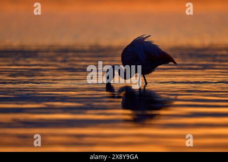 Chilean flamingo sunset, waves on the surface. Animals in the orange nature habitat in Chile, America. Flamingo sunset from Patagonia, Torres del Pain Stock Photo